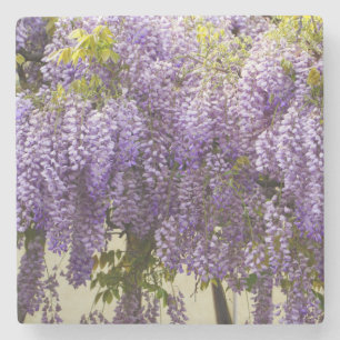 Violet Wisteria Flowers Stenen Onderzetter