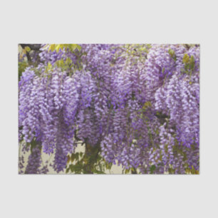 Violet Wisteria Flowers Tissuepapier