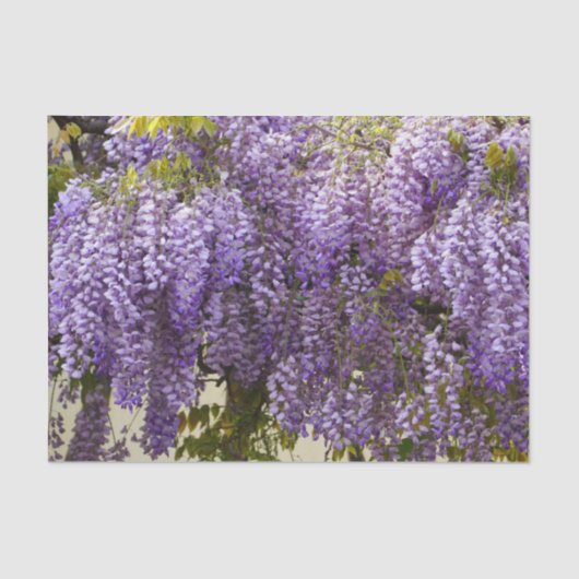 Violet Wisteria Flowers Tissuepapier (Voorkant)