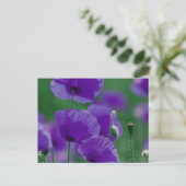 violett Mohn Art Briefkaart (Staand voorkant)