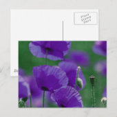 violett Mohn Art Briefkaart (Voorkant / Achterkant)