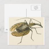 Violin Beetle Briefkaart (Voorkant / Achterkant)