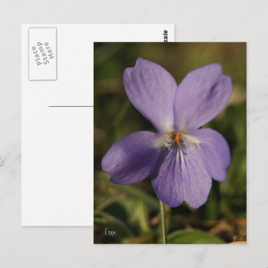 viool briefkaart (Voorkant / Achterkant)