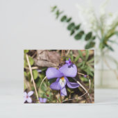 Viooltje met Bluets Briefkaart (Staand voorkant)