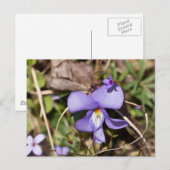 Viooltje met Bluets Briefkaart (Voorkant / Achterkant)
