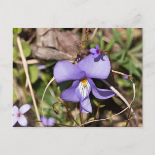 Viooltje met Bluets Briefkaart
