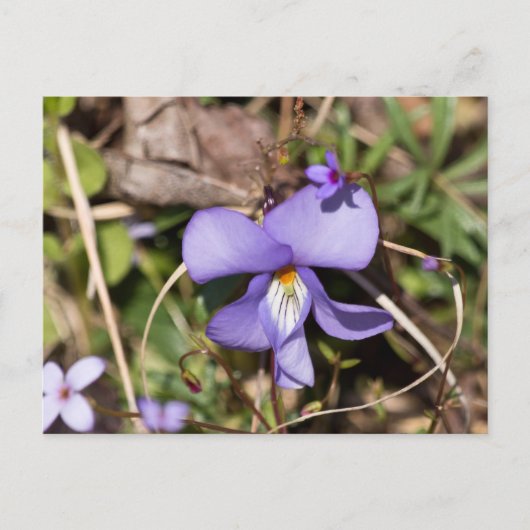 Viooltje met Bluets Briefkaart (Voorkant)