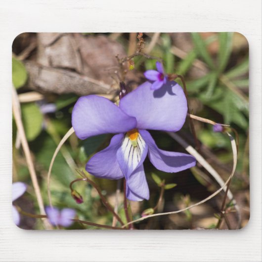 Viooltje met Bluets Muismat (Voorkant)