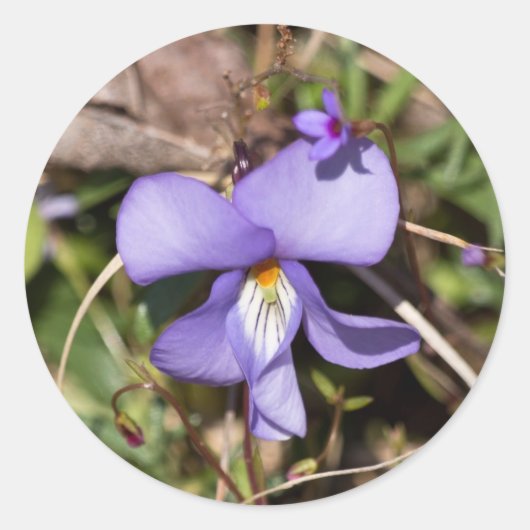 Viooltje met Bluets Ronde Sticker (Voorkant)