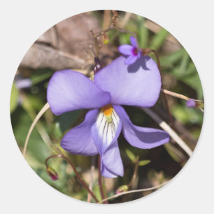 Viooltje met Bluets Ronde Sticker