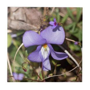 Viooltje met Bluets Tegeltje