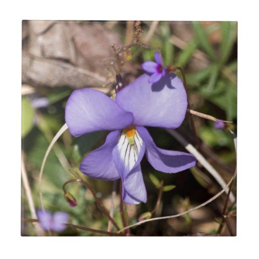 Viooltje met Bluets Tegeltje (Voorkant)