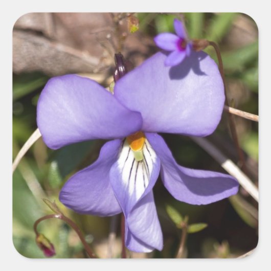 Viooltje met Bluets Vierkante Sticker (Voorkant)