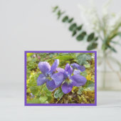 viooltjes ansichtkaart briefkaart (Staand voorkant)