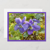 viooltjes ansichtkaart briefkaart (Voorkant / Achterkant)