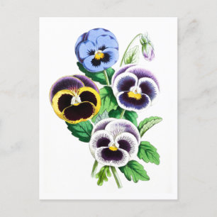 Viooltjes Vintage Botanische Ansichtkaart Briefkaart