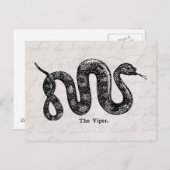  Viper Snake Antiek Snakes Vipers 1800 Briefkaart (Voorkant / Achterkant)