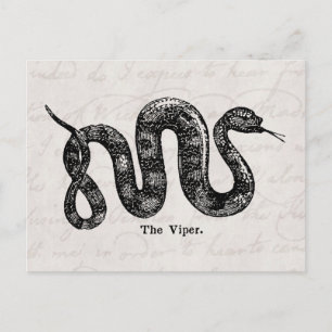  Viper Snake Antiek Snakes Vipers 1800 Briefkaart