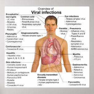 Virale infecties en de betrokken diersoort poster