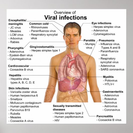Virale infecties en de betrokken diersoort poster (Voorkant)