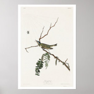 Vireo met rode ogen door het Poster van Audubon