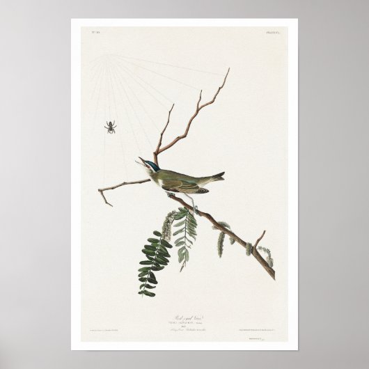 Vireo met rode ogen door het Poster van Audubon (Voorkant)