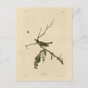 Vireo met rode ogen van de Amerikaanse vogels van  Briefkaart