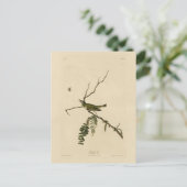 Vireo met rode ogen van de Amerikaanse vogels van  Briefkaart (Staand voorkant)