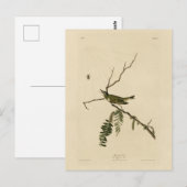 Vireo met rode ogen van de Amerikaanse vogels van  Briefkaart (Voorkant / Achterkant)