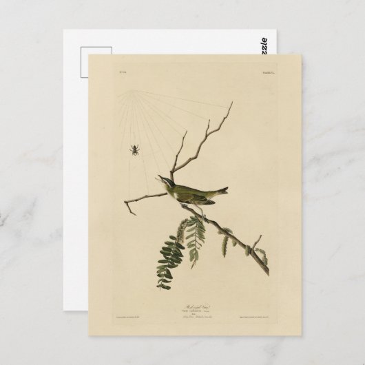Vireo met rode ogen van de Amerikaanse vogels van  Briefkaart (Voorkant / Achterkant)