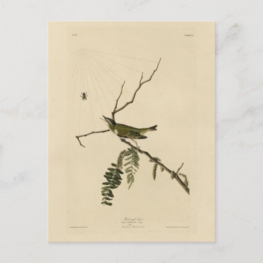 Vireo met rode ogen van de Amerikaanse vogels van  Briefkaart (Voorkant)