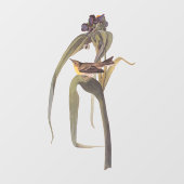 Vireo Songbird van Audubon Raamsticker (Vel)