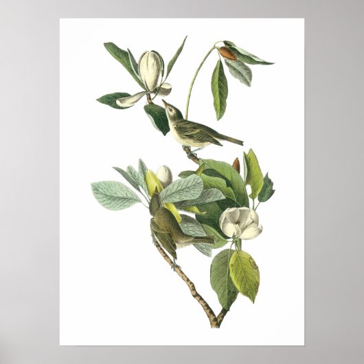 Vireo Warbling door Audubon Poster (Voorkant)