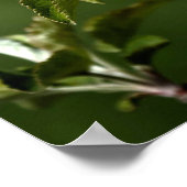 Virginia Apple Blossom Poster (Hoek)