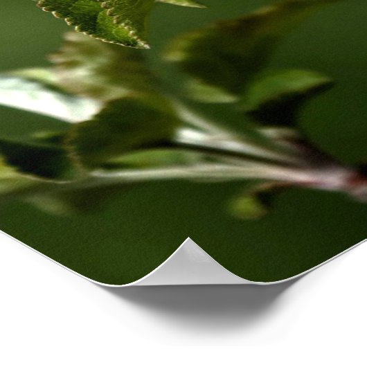 Virginia Apple Blossom Poster (Hoek)