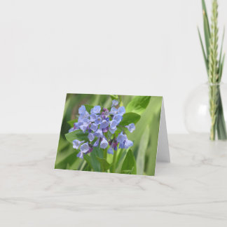 Virginia bluebell (Mertensia virginica) kaart