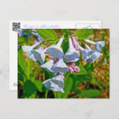 Virginia Bluebells Coordinated Items Briefkaart (Voorkant / Achterkant)