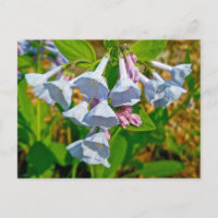 Virginia Bluebells Coordinated Items