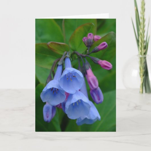 Virginia Bluebells, Kaart (Voorkant)