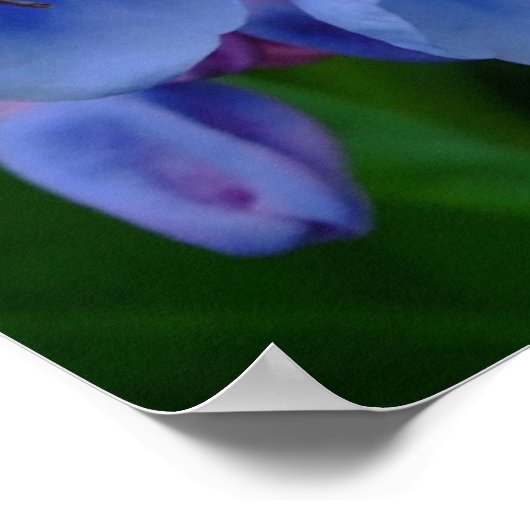 Virginia Bluebells, Poster (Hoek)