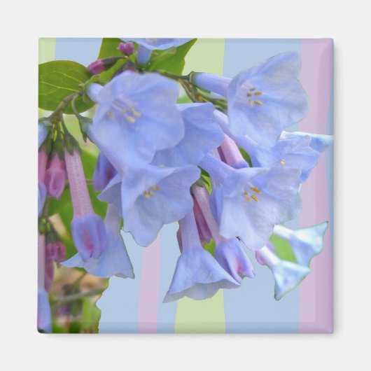Virginia Bluebells Wildflower Magnet (Voorkant)