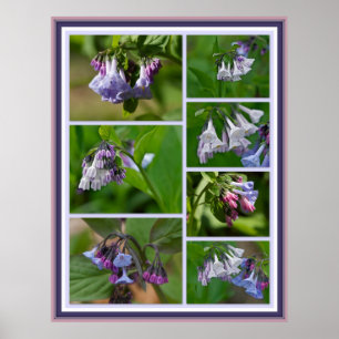 Virginia Bluebells Wildflower Poster