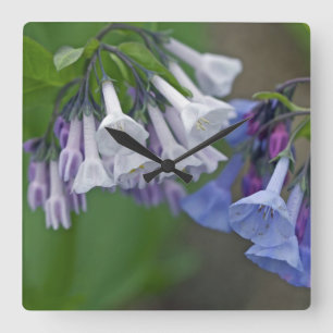 Virginia Bluebells Wildflower Vierkante Klok