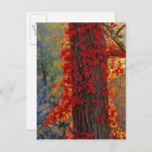 Virginia Creeper helder rood in het najaar Briefkaart (Voorkant / Achterkant)
