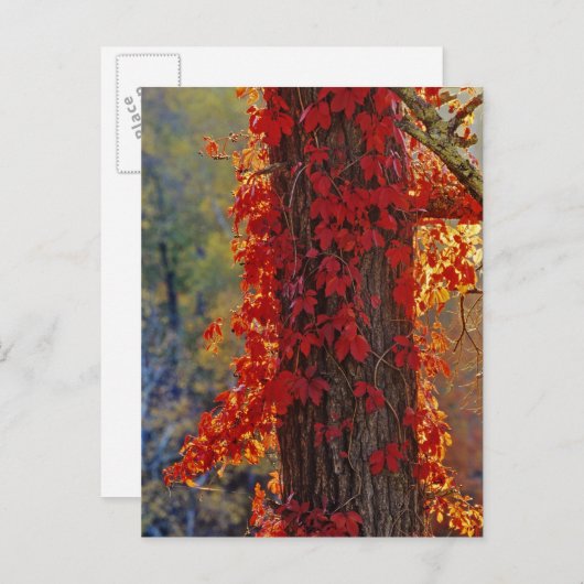 Virginia Creeper helder rood in het najaar Briefkaart (Voorkant / Achterkant)