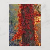 Virginia Creeper helder rood in het najaar Briefkaart (Voorkant)