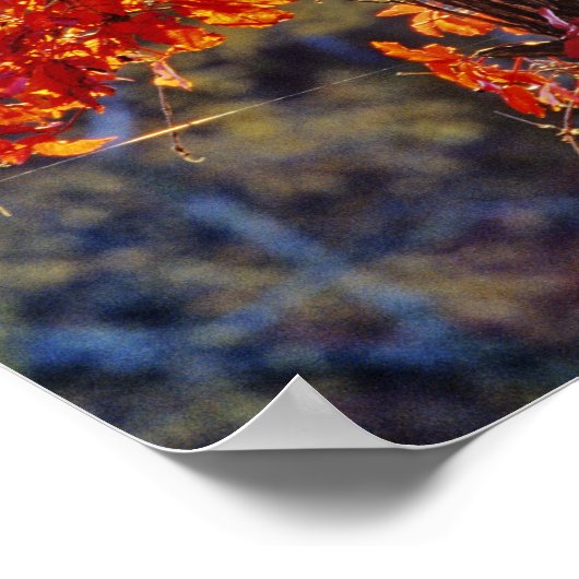 Virginia Creeper helder rood in het najaar Poster (Hoek)