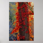 Virginia Creeper helder rood in het najaar Poster (Voorkant)