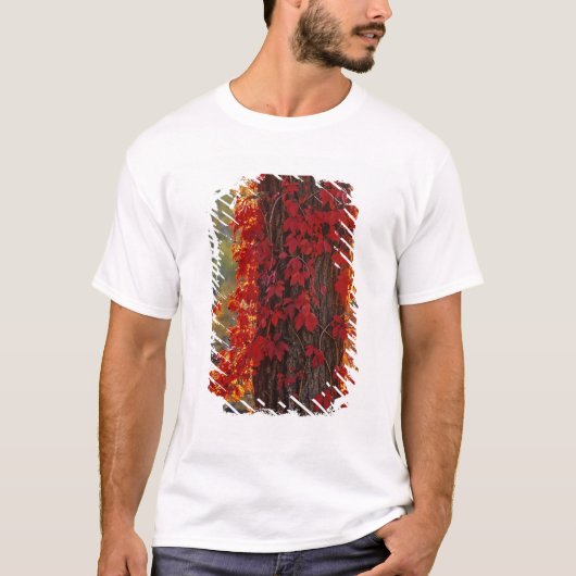 Virginia Creeper helder rood in het najaar T-shirt (Voorkant)