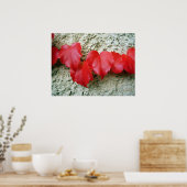 Virginia Creeper Leaves Poster (Keuken)